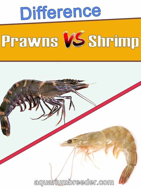 Prawn Farming, Hydroponics Setup, Prawn Fish, Shrimp Farming, Sea Monkeys, Aquaponics Fish, Aquaponics Diy, Prawn Shrimp, Crab And Lobster