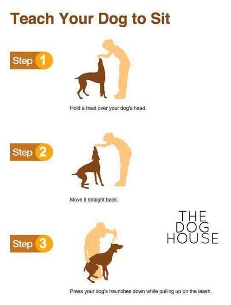 Teach your dog to Sit Stop Dog Jumping, Dog Jumping, Dog Minding, Easiest Dogs To Train, Potty Train, Pack Leader, Train Your Dog, Dog Info, Aggressive Dog