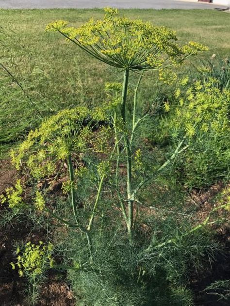 How to Quickly Dry Dill from your Garden Dried Dill Recipes, Drying Dill In The Oven, How To Dry Fresh Dill, How To Dry Dill Herbs, How To Preserve Dill From The Garden, How To Dry Dill, Dehydrating Food, Dill Recipes, Growing Herbs Indoors