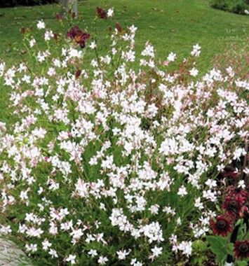 Gaura ‘The Bride’ Master Gardener Program, Flea Beetles, Perennial Border, White Flies, Garden Harvest, Soil Testing, Powdery Mildew, Master Gardener, Garden Guide