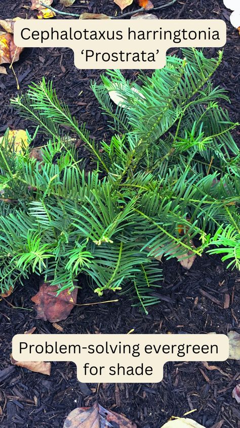 Meet Japanese Plum Yew (Cephalotaxus harringtonia 'Prostrata'), a problem-solving evergreen shrub that grows in shade. Visit the blog and learn how to incorporate this low-growing shrub into your shade garden. Cephalotaxus Harringtonia, Japanese Plum Yew, Plum Yew, Ground Cover Shade, Evergreens For Shade, Conifer Garden, Shrubs For Landscaping, Low Growing Shrubs, Conifers Garden