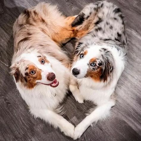 Valentine’s Day, Red Merle Australian Shepherd, Very Cute Puppies, Aussie Puppies, Aussie Dogs, Cute Dog Photos, Cute Animals Puppies, Very Cute Dogs, Australian Shepherd Dogs