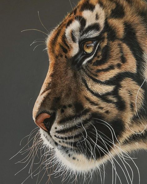 Gina Hawkshaw on Instagram: “Tiger, 36 x 48 inches in acrylics. 📸 Hollie Gordon, Wildlife Reference Photos. #wacfeature #wildlifeart #wildlifeartist #tigerpainting…” Pet Portrait Paintings, Tiger Drawing, Prismacolor Art, Reference Photos For Artists, Pencil Drawings Of Animals, Tiger Painting, Animal Study, Wildlife Artists, Realistic Paintings