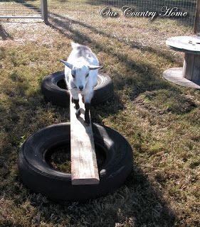 Diy Goat Climbing Toys, Goat Enrichment Diy, Sheep Enrichment Ideas, Diy Toys For Goats, Tires For Goats, Toys For Goats, Diy Goat Toys, Goat Life, Goat Playground