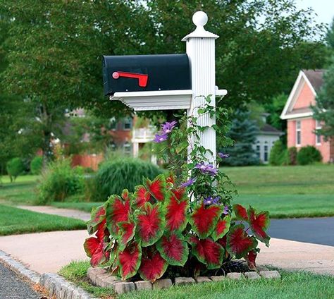 Flower bed around mailbox with Caladiums #flowerbed #mailbox #garden #curbappeal #flowers #decorhomeideas Mailbox Flowers, Madam Butterfly, Mailbox Garden, Mailbox Makeover, Mailbox Landscaping, Front Landscape, Front Flower Beds, Flower Bed Designs, Yard Landscape