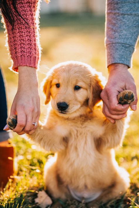 Photoshoot with dog #puppy #dog #photography #dogphotography #photoshoot#photoshootideas #goldenretriever Golden Retriever Puppy Photoshoot, Oakley Photoshoot, New Puppy Photoshoot, Puppy Photoshoot Ideas, Photoshoot With Dog, Dog Family Pictures, Puppy Photoshoot, Puppy Announcement, Summer Puppy