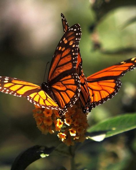 Monarch Butterflies Photography, Butterfly Watercolor Painting, Painting Clipart, Beautiful Butterfly Photography, Flying Flowers, Painting Canvases, Orange Butterfly, Butterfly Pictures, Butterfly Watercolor