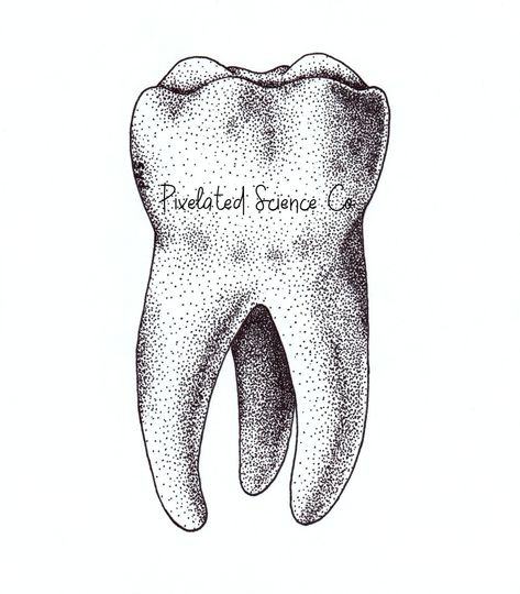 Stippled molar tooth drawing. Science art. Anatomy and Physiology pointillism stipple. Wisdom tooth. Dentist. Dental art. Tooth Sticker, Dental Wall Art, Dental Wallpaper, Dentist Art, Tooth Tattoo, Teeth Drawing, Medical Drawings, Hair Stenciling, Teeth Art