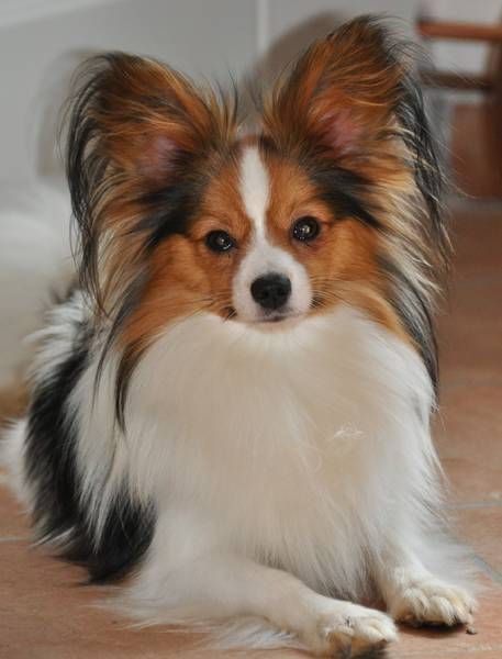 Papillons from the snow mountain paradise Schneebergpapillon Papillion Puppies, Papillon Dog Puppy, Papillon Dogs, Papillon Puppy, Ideas For Dogs, Names Boy, French Names, Toy Dogs, Papillon Dog