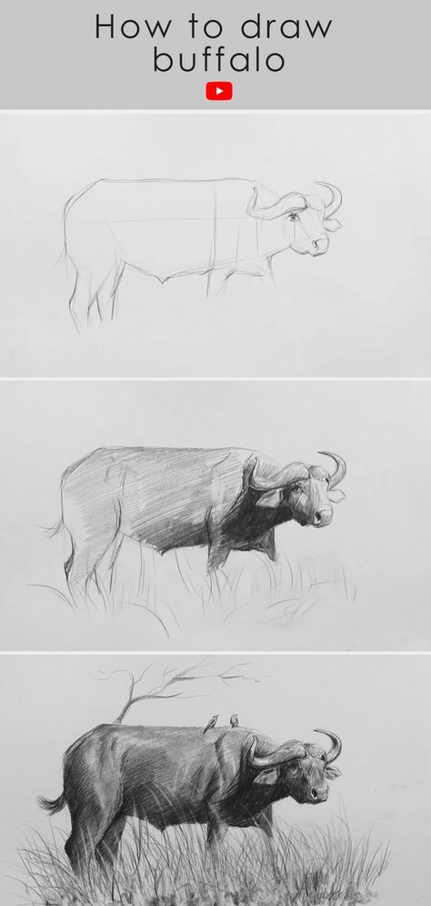 A buffalo drawing steps Animal Drawings Sketches Pencil, Buffalo Drawing, Drawings Sketches Pencil, Sketch Step By Step, Drawing With Pencil, Buffalo Animal, Buffalo Art, Pencil Drawings For Beginners, Pencil Sketch Drawing