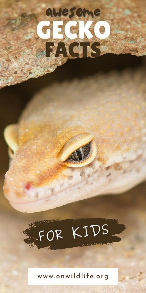 Amazing gecko facts for kids! Follow along with the On Wildlife podcast and learn interesting facts about geckos! Learn about geckos while having fun! Discover mind-blowing facts about geckos as you listen! Episodes about new animals every week! Perfect for the classroom, kindergarten, preschool, and elementary school! #animalpodcasts #wildlifepodcasts #sciencepodcasts #conservationpodcasts #podcastsforkids Endangered Species Activities, Home Lizard, Animal Facts For Kids, Classroom Kindergarten, Animal Conservation, Tooth Replacement, Mind Blowing Facts, Science Themes, Facts For Kids