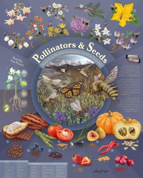 Pollinators Poster, Butterflies Illustration, Project Planning, Coloured Feathers, Butterfly Illustration, Pollinator Garden, Simple Colors, Flower Photos, Package Design