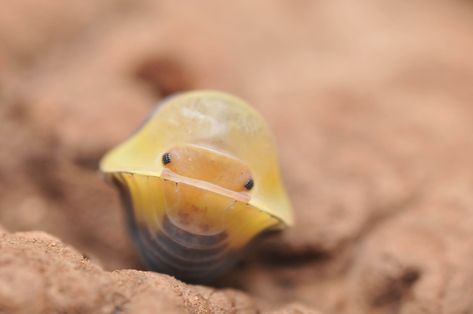 Rubber Ducky Isopod, Ducky Isopod, La Drawing, Pill Bugs, Potato Bugs, Pill Bug, Limestone Caves, Bluff City, Wood Mulch