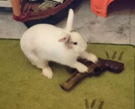 Cursed Rabbit Images, Bunny And Raccoon, Rabbit Meme, Me In School, Bunny Meme, The Gunslinger, Pictures Of Things, Silly Rabbit, Cute Bunny Pictures