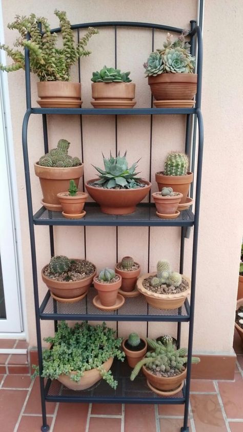 Patio Succulent Garden, Plant Shelves Outdoor, Corner Plant Stand, Plant Stand Ideas, Indoor Plant Shelves, Indoor Plant Stand, Porch Plants, Corner Plant, Framed Plants