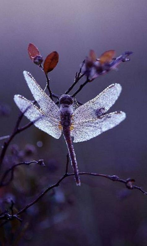 Dragonfly Inspiration, Mantis Religiosa, Foto Macro, Dragon Flys, Beautiful Dragonfly, Purple Dog, Damselflies, Dragonfly Dreams, Grasshoppers