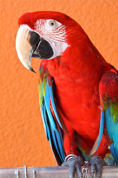 Cute parrot Macau Macau Parrot, Macau Bird, Anime Diys, Parrot Wallpaper, Cute Parrot, Pretty Animals, Anime Life, Macau, Beautiful Butterflies