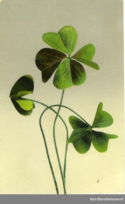 Four-leaf clover Vintage Clover Illustration, 4 Leaf Clover Painting, 4 Leaf Clover Illustration, Four Leaf Clover Painting, 4 Leaf Clover Drawing, Four Leaf Clover Aesthetic, Four Leaf Clover Illustration, Clover Illustrations, Four Leaf Clover Art