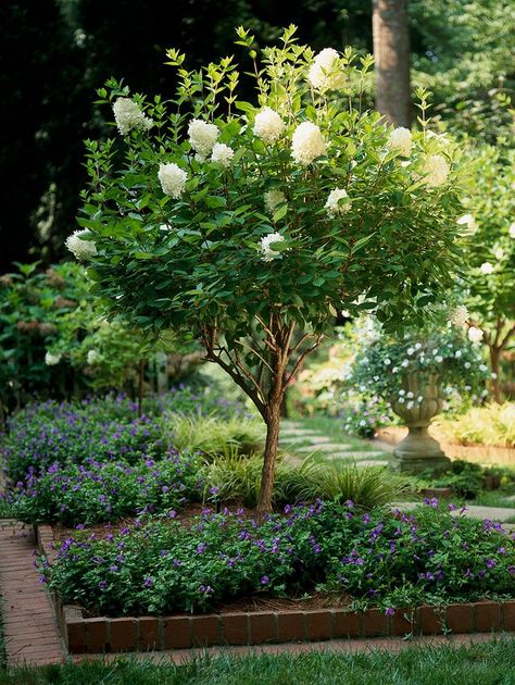 Neighborhood Landscaping, Hydrangea Shade, Hardy Hydrangea, Hydrangea Tree, Hydrangea Landscaping, Types Of Hydrangeas, Tattoo Plant, Limelight Hydrangea, Hydrangea Garden