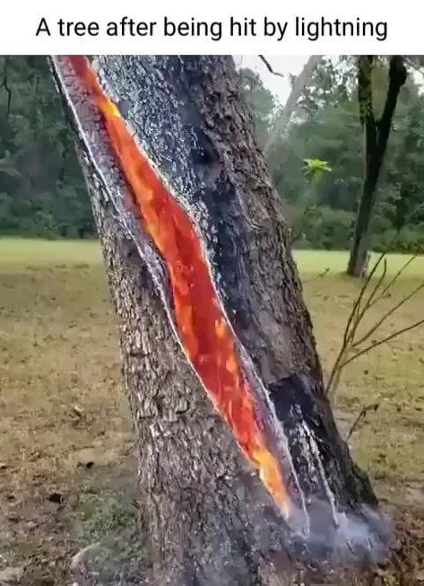 A tree after being hit by lightning - America’s best pics and videos Tree On Fire, Not Musik, Lightning Strike, Matka Natura, Thunder And Lightning, Lightning Storm, Science Facts, 웃긴 사진, Lightning Strikes