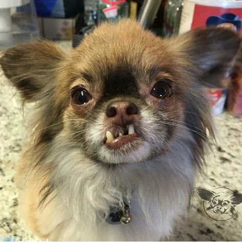 Those teeth! Messed Up Teeth, Teeth Humor, Crooked Teeth, Precious Animals, Bible Study, Dog Cat, Cute Animals, Bible, Humor