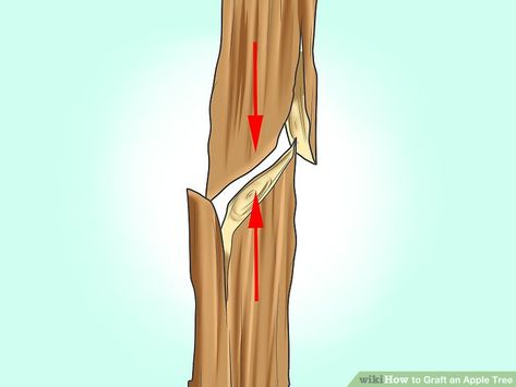 How to Graft an Apple Tree (with Pictures) - wikiHow Tree With Pictures, Growing Apple Trees, Tree Grafting, Espalier Fruit Trees, Outdoor Garden Art, Plant Physiology, Propagate Plants, Tree Stem, Park Ideas