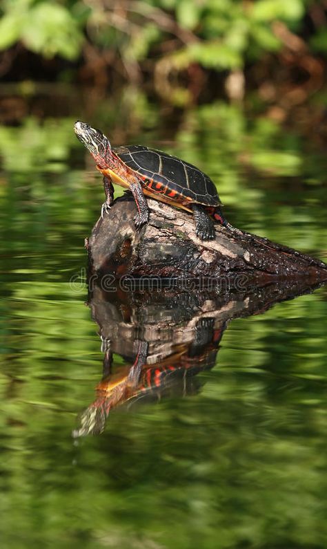 Mural Fence, Turtle Photos, Shop Mural, Pond Turtle, Pond Drawing, Turtle Pictures, Reflection Pond, Turtle Photo, Accordian Book