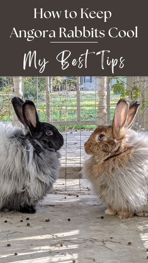 Ever wonder how to keep angora rabbits safe and cool in the summer heat without sacrificing their coats? My angora farm is in Louisiana, USA. It is hot and humid from May-October, with July and August being particularly unpleasant. During the hot summer months, it’s crucial to protect your Angora rabbits from the brutal heat. Angora Bunnies, French Angora Rabbit, Fiber Animals, Rabbit Farm, Raising Rabbits, Large Rabbits, Louisiana Usa, Rabbit Run, Rabbit Cages