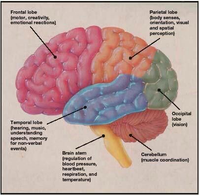 different regions of the brain Brain Sections, Occipital Lobe, Brain Stem, The Brain, Nursing, Brain, Medical, Collage, Pins