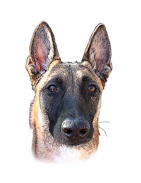 Belgian Malinois Drawing, Malinois Drawing, Berger Malinois, Belgian Malinois Dog, Malinois Dog, Belgian Shepherd, Belgian Malinois, Craft Art, Quilting Designs