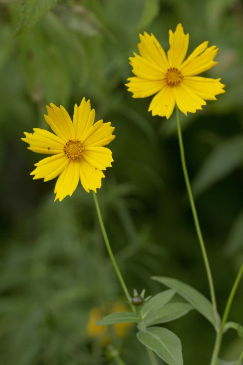 Coreopsis Flower, Tickseed Coreopsis, Company Profile Design Templates, Habitat Garden, Wildflower Tattoo, Persian Poetry, Flower Sketches, Arm Tattoos, Drawing Inspo