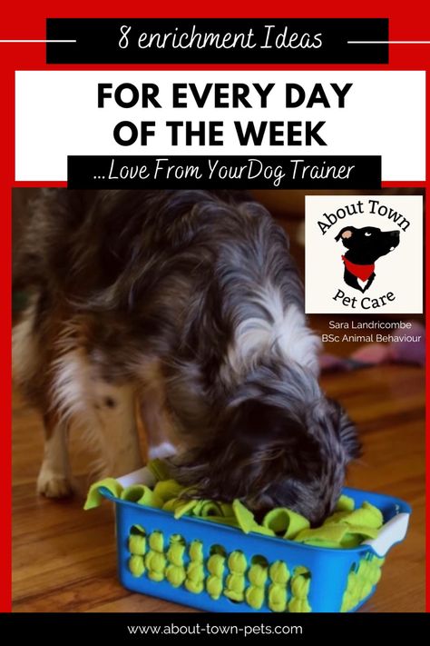 Blue merle collie uses a DIY snuffle box to gain some kibbles Non Food Dog Enrichment, Indoor Enrichment For Dogs, Large Dog Enrichment Ideas, Dog Interactive Toys Diy, Puppy Entertainment Ideas, Easy Dog Enrichment, Diy Puppy Enrichment, Frozen Enrichment Bowls For Dogs, Dog Food Enrichment Ideas