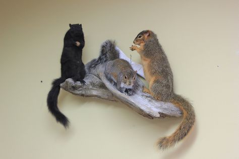 Squirels -Black,Gray and Fox Taxidermy Room, Rogue Taxidermy, Waterfowl Taxidermy, Euro Mounts, Duck Mount, Animal Mounts, Taxidermy Decor, Taxidermy Display, Animal Taxidermy