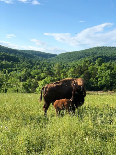 Bison Farm, Trophy Fish, Farm Village, Ozark Mountains, Farm Stay, Dirt Road, Life Ideas, Red River, Private Room