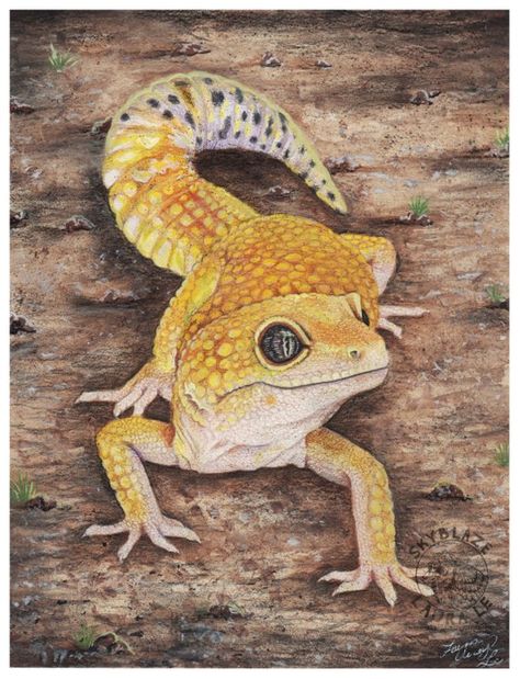 Leopard Gecko - 5x7 Art Print Matted in 8X10 Black Mat - Leopard Gecko Art Leopard Gecko Cute, Reptile Expo, Cute Gecko, Cute Lizard, Cute Reptiles, Crested Gecko, 8x10 Art Prints, Leopard Gecko, Reptiles And Amphibians