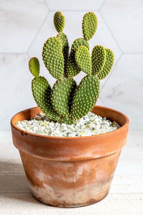 Succulent Fertilizer, Bunny Ear Cactus, Opuntia Microdasys, Cactus House Plants, Succulent Potting Mix, Cactus Care, Indoor Cactus, Small Cactus, Plants Are Friends