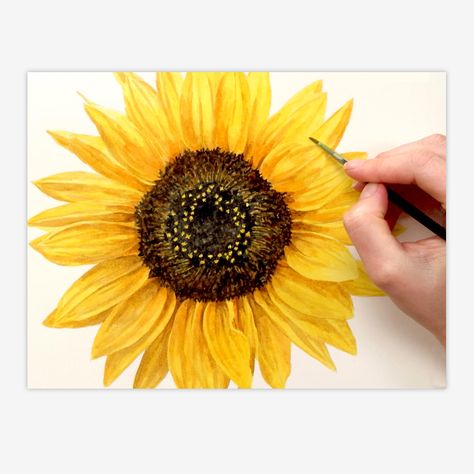 In this tip video then I wanted to show you how I went about painting this Sunflower in my realistic style. Yellows in watercolour can be a challenge. Painting A Sunflower, Sunflower Watercolor Painting, Anna Mason, Sunflower Drawing, Watercolor Sunflower, Sunflower Art, Sunflower Painting, Painting Lessons, Flower Art Painting