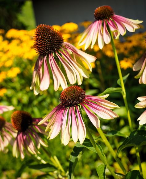 Green Twister Coneflower likes this spot in the garden. It didn’t survive in any other spot. I think it’s because the Black Eyed Susans have too much of a hold on that part of the garden. You got to be strong to live there! #greentwisterconeflower #echinacea #perennial Echinacea Green Twister, Black Eyed Susans, Got To Be, Black Eyed Susan, Black Eyed, Be Strong, Eye Black, In The Garden, Perennials