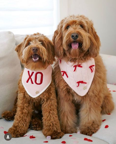 valentine's day dog bandana, coquette aesthetic, coquette dog accessories, coquette dog, xo dog bandana, love dog accessories, dog bandana, dog bandanas, dog photography, bandanas for dogs, puppy essentials, things for puppies, puppy supplies, pet photography, cute dog bandanas, goldendoodle, goldendoodle puppy, aesthetic dog accessories, valentines day dog Things For Puppies, Coquette Dog, Puppy Essentials, Puppy Aesthetic, Dog Sewing Patterns, Bandana For Dogs, Aesthetic Dog, Valentines Day Dog, Puppy Supplies