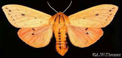 The Isabella Tiger Moth: Pyrrharctia isabella Giant Leopard Moth, Citizen Scientist, Wooly Bear Caterpillar, Leopard Moth, Woolly Bear, Moth Species, Pollinator Plants, Weather Predictions, Tiger Moth