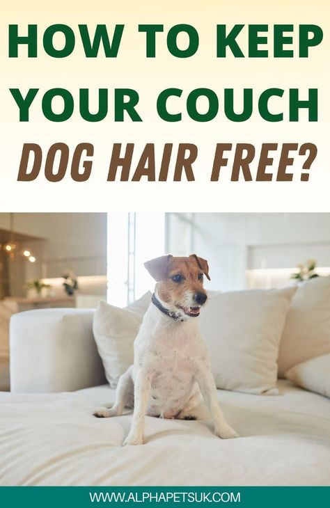 Whether or not you like snuggling on the sofa with your dog, it’s wise to think of ways to protect your couch from dog hairs and other nasties. Investing in the best sofa protector for dogs is a great solution for keeping your couch clean and well-protected. Keep Dog Off Couch, Dog Hair Cleaning, Eco Friendly Pet Products, Pet Care Business, Natural Pet Care, Top Dog Breeds, Hair Cleaning, Dog Couch, Clean Couch