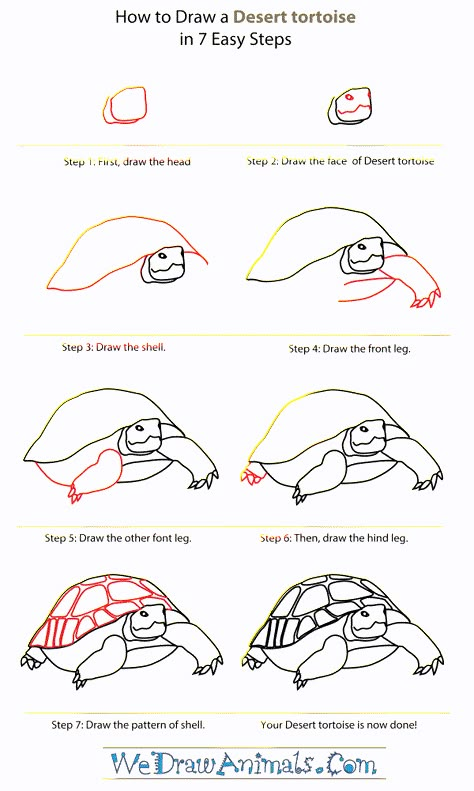 Desert Tortoise directed draw Draw Easy Animals, Tortoise Drawing, Animals Step By Step, Tortoise Care, Desert Tortoise, Sulcata Tortoise, Turtle Drawing, Easy Animals, How To Draw Animals