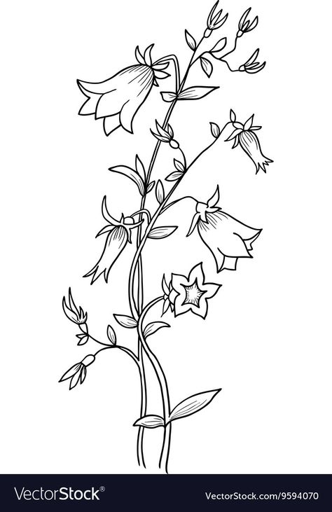 Bluebells Drawing, Bluebell Drawing, Bluebell Flower, Sketch Background, Blue Bell Flowers, Png Images, Adobe Illustrator, Diy And Crafts, Vector Images