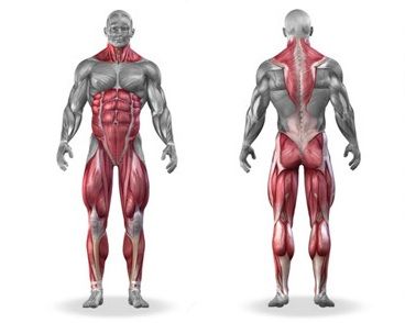 Which Muscles Does Deadlift Work? - EnkiVillage Deadlift Muscles Worked, Squats Muscles Worked, Dumbbell Leg Workout, Benefits Of Squats, Gain Muscle Mass, Barbell Squat, Muscle Abdominal, Ultimate Workout, Body Building Men