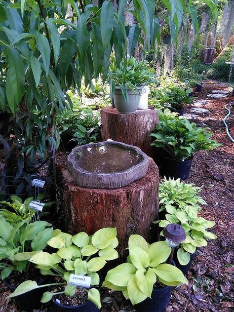 Rustic Bird Baths, Birdbath Ideas, Bird Baths Homemade, Bird Bath Ideas, Bird Bath Bowl, Diy Bird Bath, Upcycle Garden, Bird Bath Garden, Bath Ideas