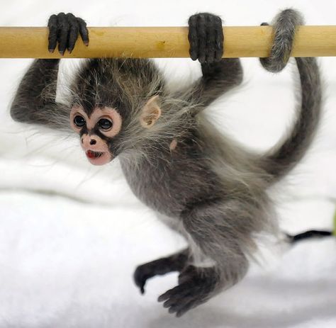 Baby Zoo Animals, Melbourne Zoo, Spider Monkey, Pet Monkey, Baby Sloth, Funny Animal Photos, A Monkey, Cute Monkey