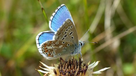 Adonis blue butterfly Adonis Butterfly, Adonis Blue Butterfly, Stroud Gloucestershire, Butterfly Photos, Open Spaces, Rolling Hills, Blue Butterfly, Fantasy World, Moth