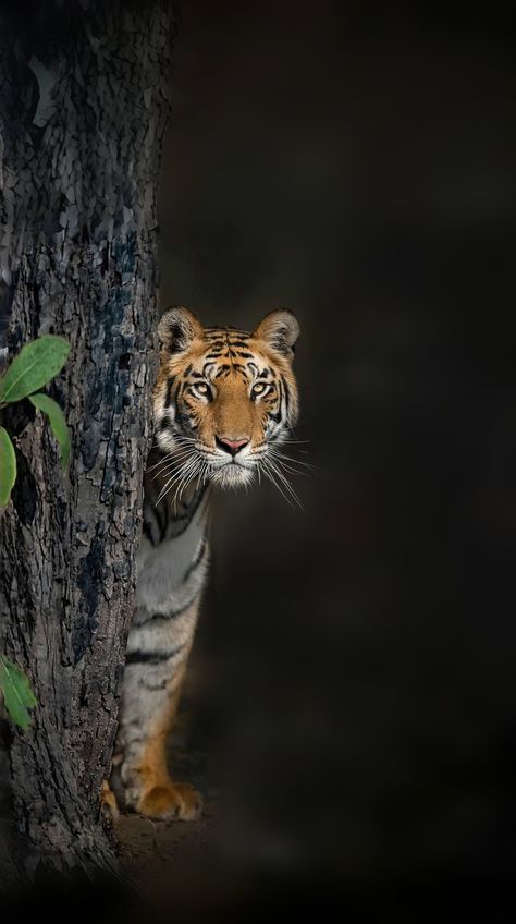 Wild Tiger Photography, Tiger In Jungle, Lion Wallpapers, Nature Animation, Tiger Photography, Wildlife Wallpaper, Tiger Images, Eagle Wallpaper, Tiger Pictures