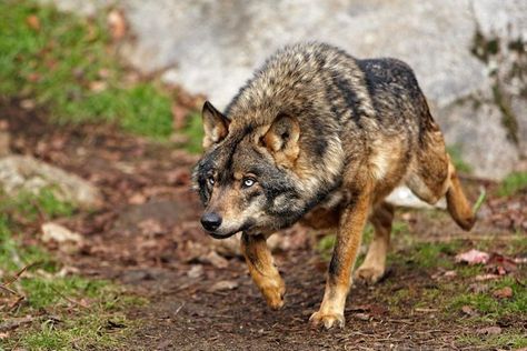 10 Crazy and Terrifying Wolfpack Attacks - Toptenz.net Iberian Wolf, Eurasian Wolf, Wolf Poses, Wolf Life, Wolf Images, Wolf Photos, National Animal, Wolf Love, Wild Wolf