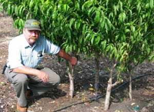 Backyard Orchard Culture - Plant 4 Fruit Trees in one hole.  Prune as needed 2 - 3 times per year. Trees Backyard, Small Orchard, Backyard Orchard, Tree Orchard, Fruit Trees Backyard, Pruning Fruit Trees, Backyard Trees, Growing Fruit Trees, Tree Growing